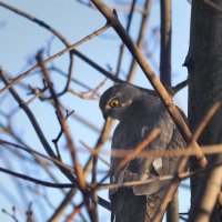 Высоко сижу, далеко гляжу. :: Татьяна Бравая