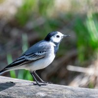 Трясогузка :: Владимир Лазарев