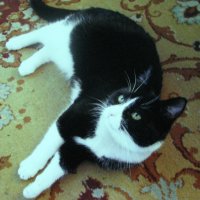 Балдеет :: Людмила Смородинская