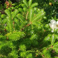 дачное :: Елена Шаламова