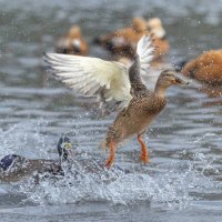 догонялки. :: юрий макаров