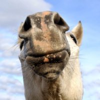 Скоро, скоро Новый Год. Конь на трон на год взойдёт... )) :: Владимир Хиль