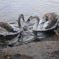 Лебединая молодежь :: Рита Симонова