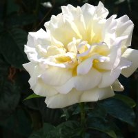 Белая роза :: Валентин Семчишин