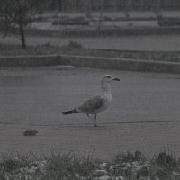 Чайка :: Giant Tao /