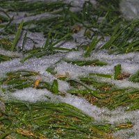 Снежок :: Giant Tao /