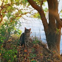 ".. ведь ты моряк, Мишка.." :: Леонид 