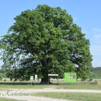 Природа Крыма :: Amazing Cosmea