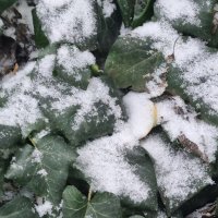 Всегда зелёный... :: Наталья 