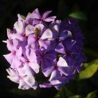 Осень 2025. Октябрь :: Наталья Герасимова