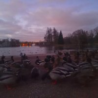 Утки :: Сапсан 