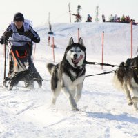 Скиджоринг :: Андрей 