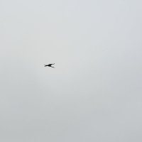 Аист над д.Белошкино :: Артем 