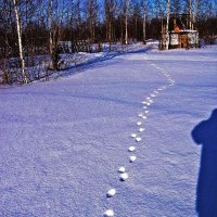 Лисонька пробиралась к дачам нефтеюганцев! :: Владимир 