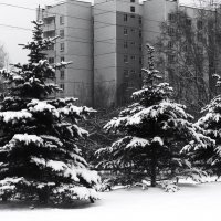 Трио. :: Василий Палий