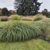 Зелёная трава :: Валерий Пославский