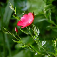 Ленок. :: nadyasilyuk Вознюк