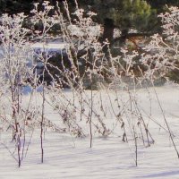 былинки кружева :: Галина Флора