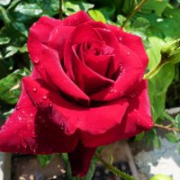 Бархатная  роза :: Валентин Семчишин