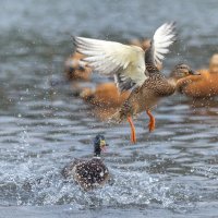 догонялки. :: юрий макаров