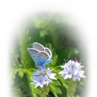 *** :: Александр. AVG100 ---