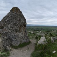 Природа Крыма :: Amazing Cosmea