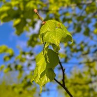 Первая листва зеленая... :: Olga Oskolkova
