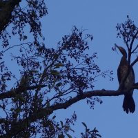 Бакланы в городском парке :: Рита Симонова