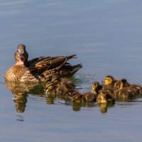 Ути-пути :: Игорь Шевченко