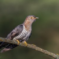 Матросик :: Александр К.