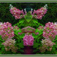 Цветение гортензии :: Владимир Кроливец