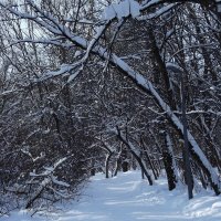 После ночного снегопада... :: Freddy 97