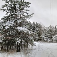 дорожка в снегу :: Владимир 