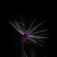 Lonely teardrops :: Игорь Шевченко