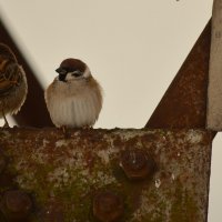 Воробьи. :: Юрий Полторыхин.