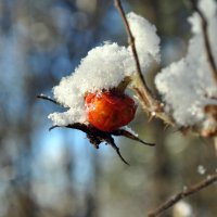 Не зима, не ягода, не фрукт и не овощ .. :: AleksSPb Лесниченко