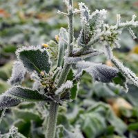 в полях :: Виталий Емельянов