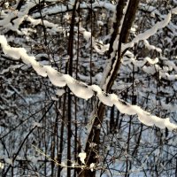 Причуды природы :: Ольга Митрофанова