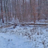 Лесными тропинками :: Андрей K.