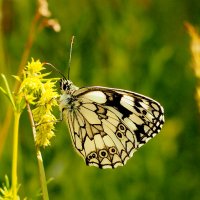 опять про бабочек...243 :: Александр Прокудин