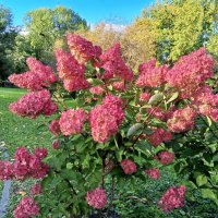 Гортензия :: Сапсан 