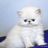 Растём... :: Светлана Ищенко Растём... :: Светлана Ищенко