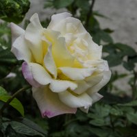 Глория  Дей :: Валентин Семчишин