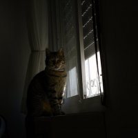 Её любимый  подоконик 2025г :: ujgcvbif 