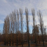 в парке :: Елена Шаламова