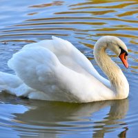 Белый лебедь :: Константин Анисимов