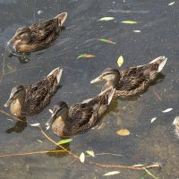 Утки в городском парке, Калининград :: Рита Симонова