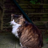 Главный в доме... :: Dmitriy Dikikh