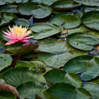 Про лягушек... :: Dmitriy Dikikh Про лягушек... :: Dmitriy Dikikh