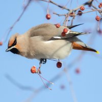 Свиристель :: Виктор Иванович Чернюк